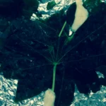 Cassava Plan
