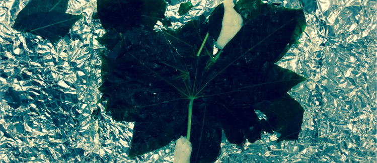 Cassava Plan