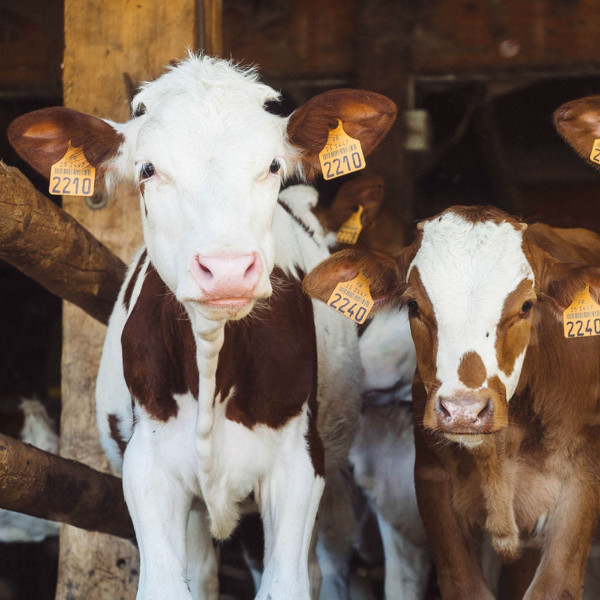 two cows in a farm bioanalyt animal nutrition programs