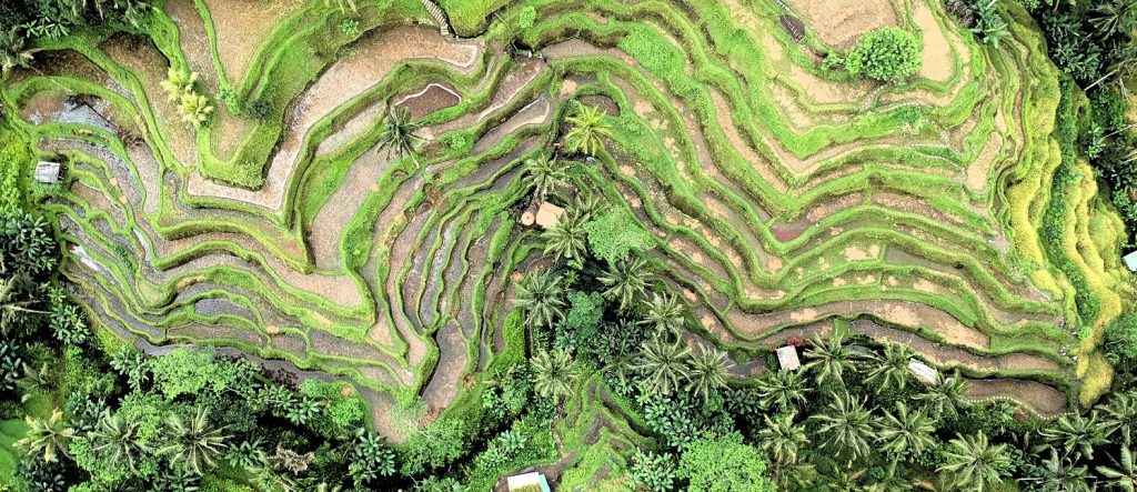 arial view of rice field