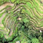 arial view of rice field