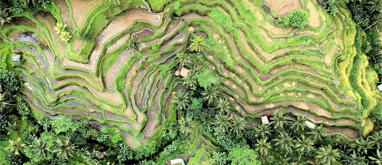 Arial view of rice field