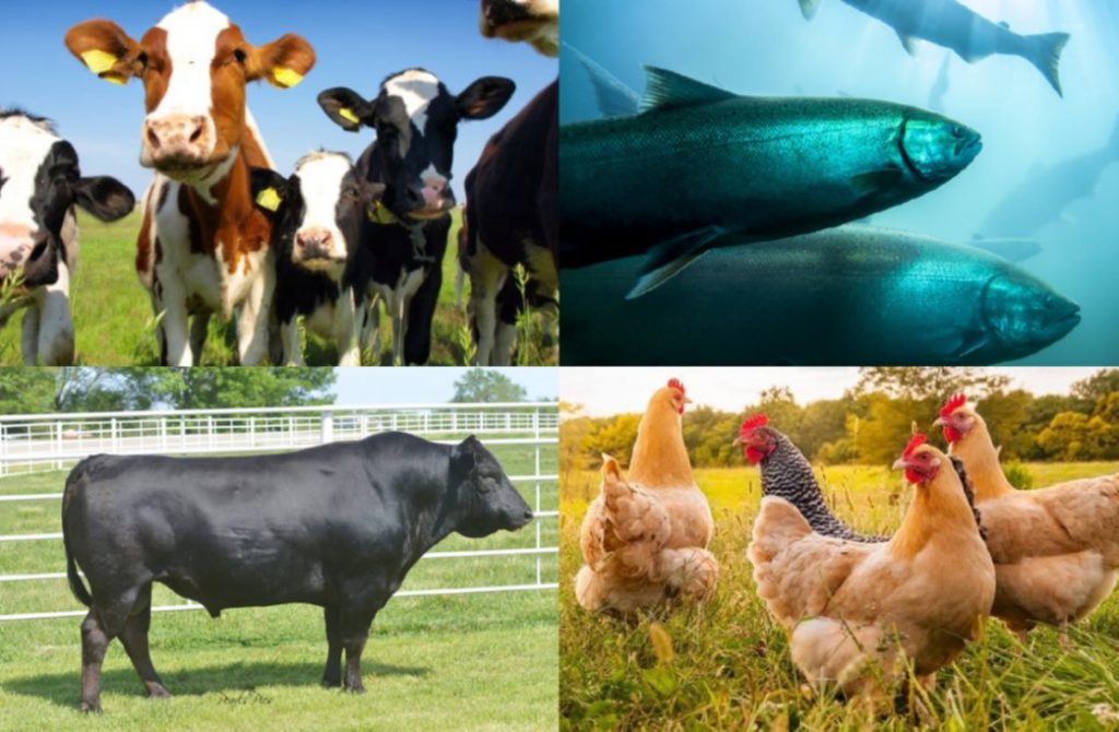 Nutrition Needed For Animals| Animals Nutrition|Bioanalyt