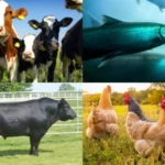 Animal Nutrition