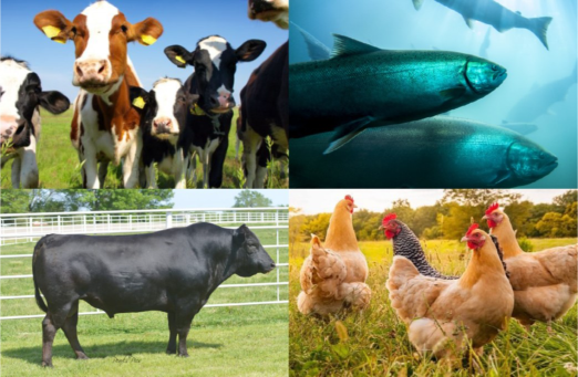 Animal Nutrition
