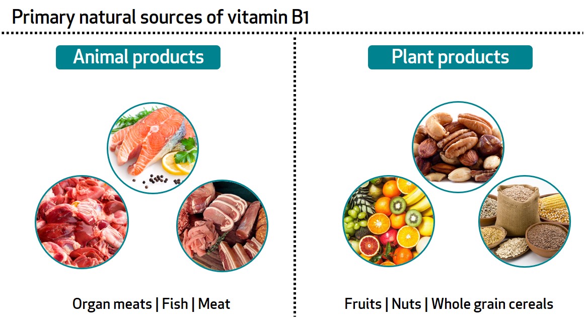 vloeiend garage ontmoeten Learn About Your Vitamins and Minerals: Vitamin B1 and Magnesium - Bioanalyt