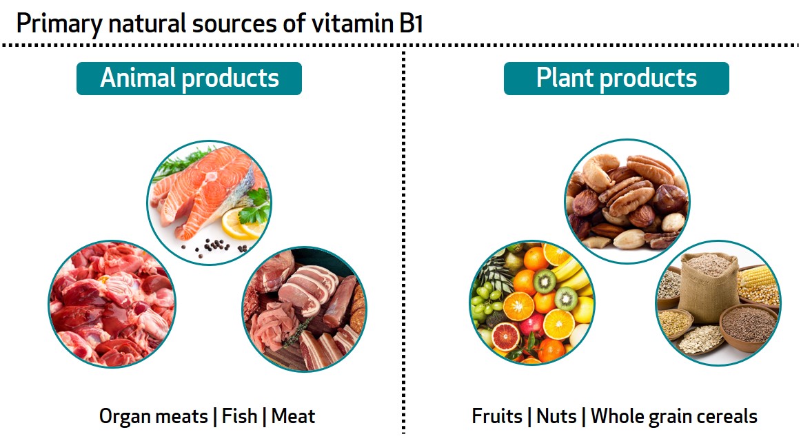 voorraad Reserveren september Learn About Your Vitamins and Minerals: Vitamin B1 and Magnesium - Bioanalyt