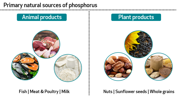 Phosphorus food sources