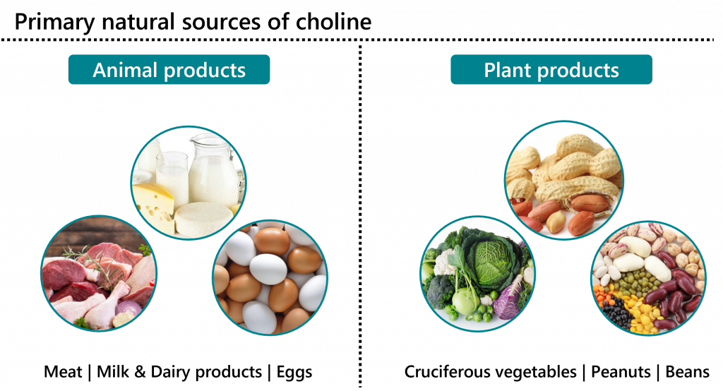 Learn About Your Vitamins And Minerals Choline Bioanalyt