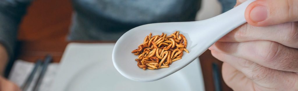 Insect nutrition