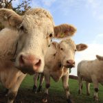 Cattle
