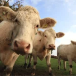 Cattle