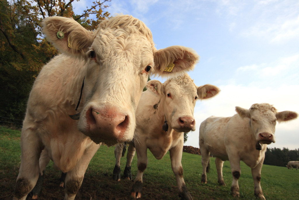 Cattle
