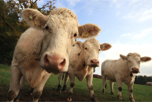 Cattle