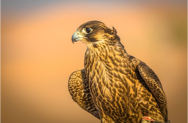 Falcon
