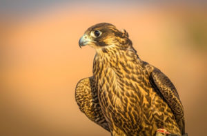 Falcon