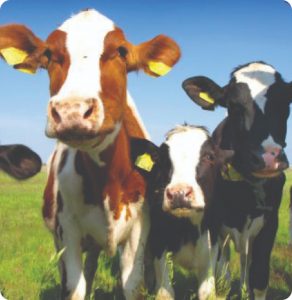 Cattle