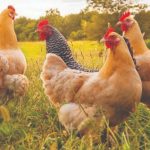 Poultry