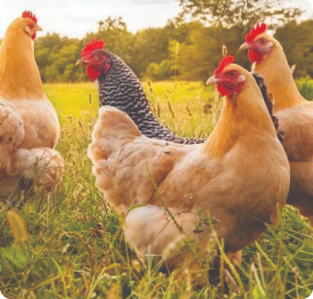 Poultry