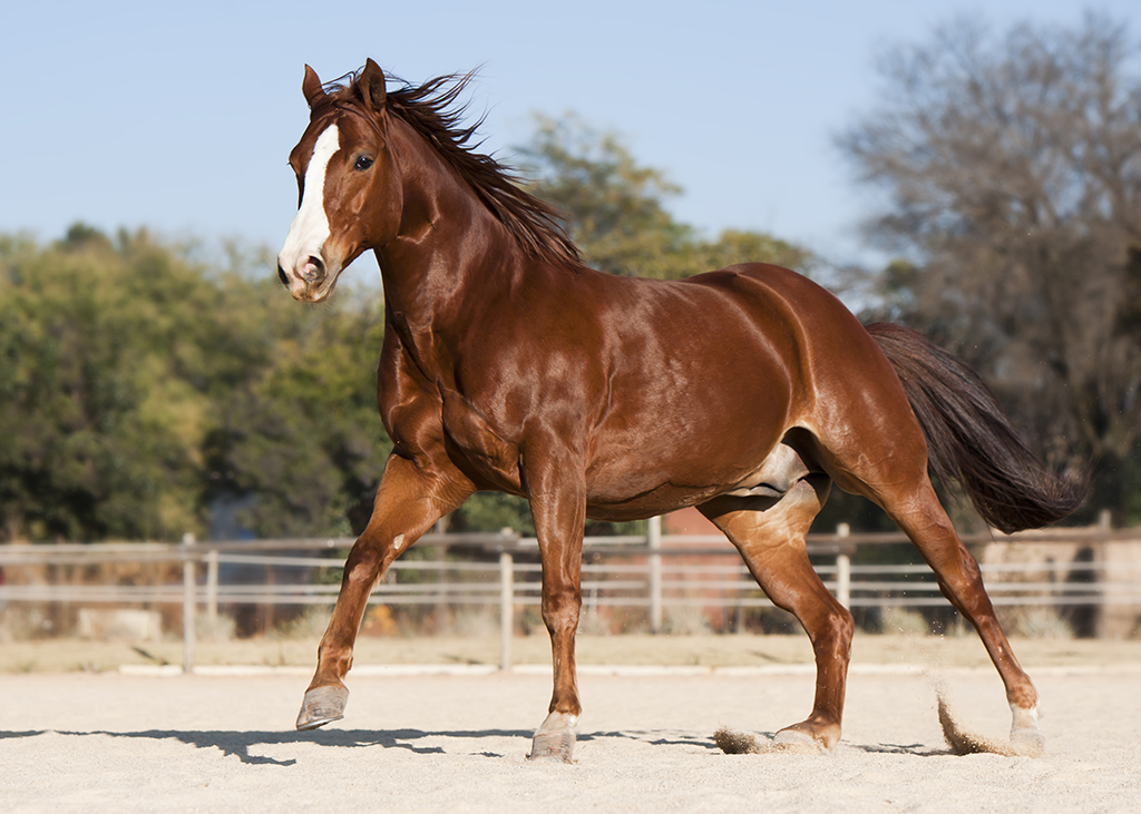 Horse