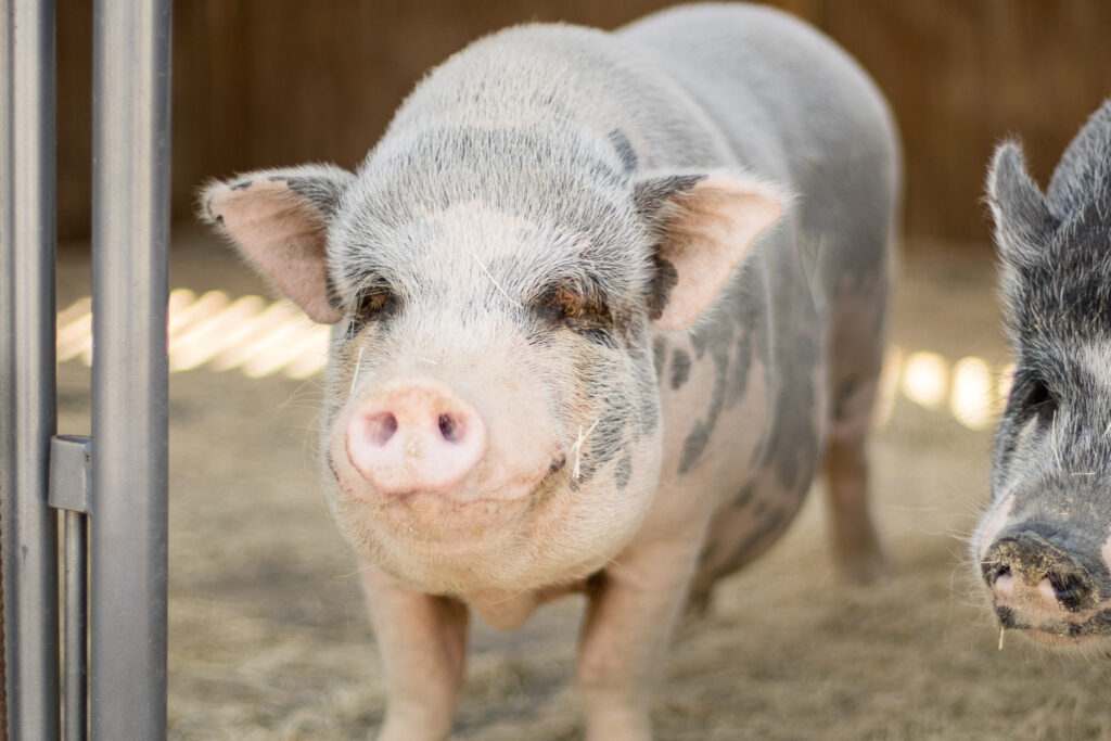 Swine