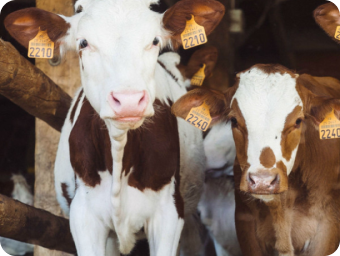 Cattle