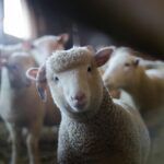 On farm testing of iCheck