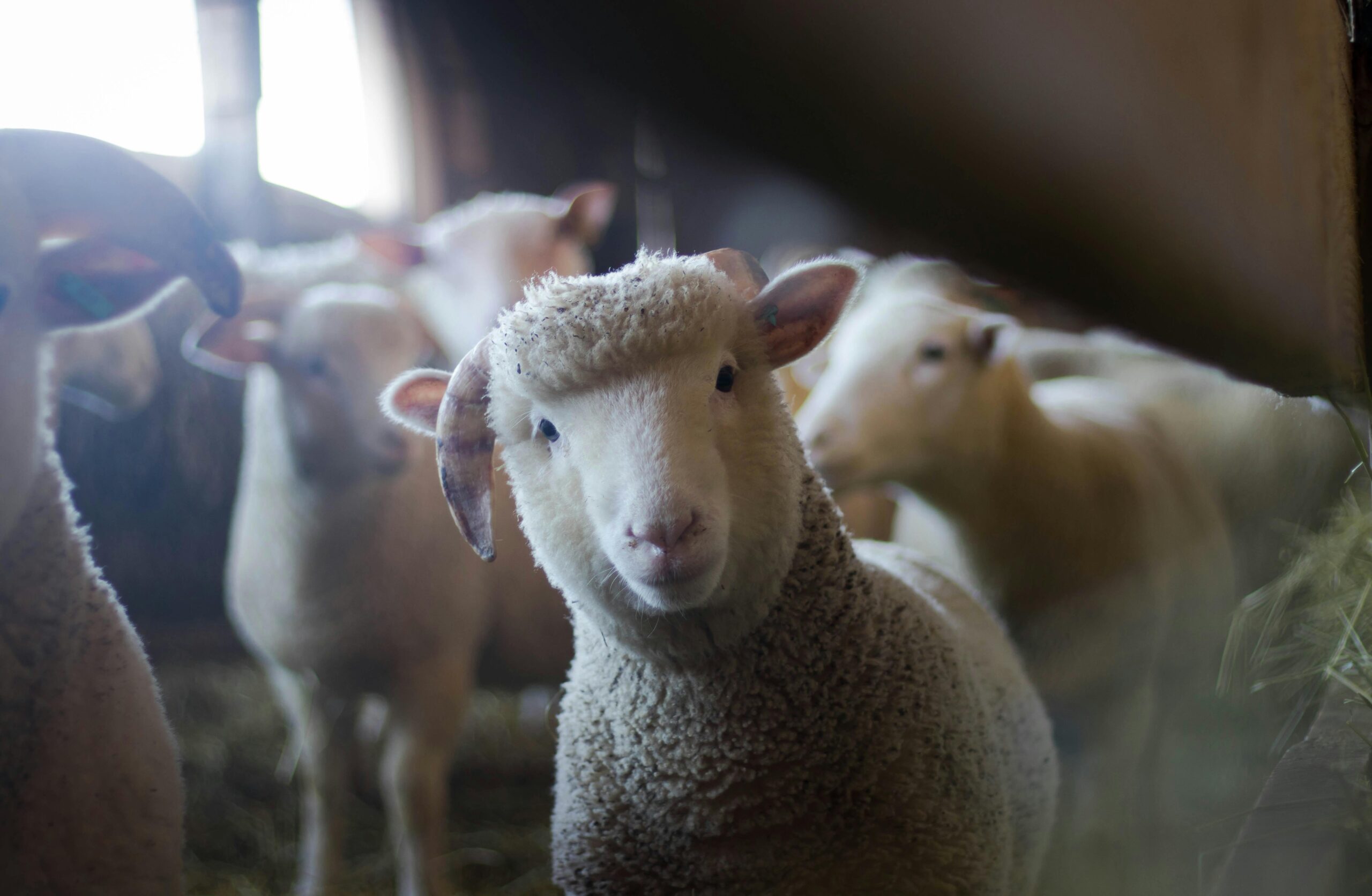 On farm testing of iCheck