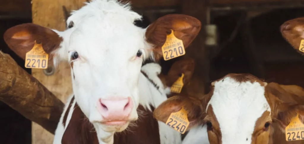 Animal health