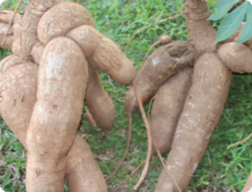 Cassava