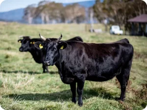 Wagyu cattle