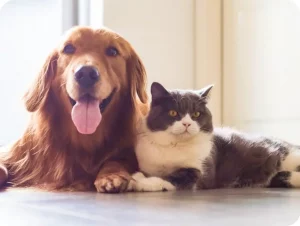 Pets