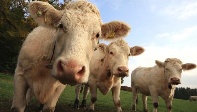 Cattle