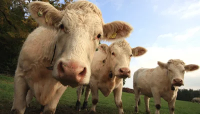 Cattle