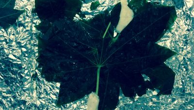 Cassava-Plant-1