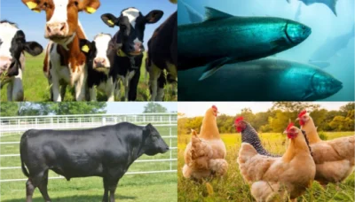 Animal Nutrition