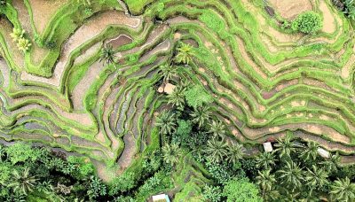 arial view of rice field