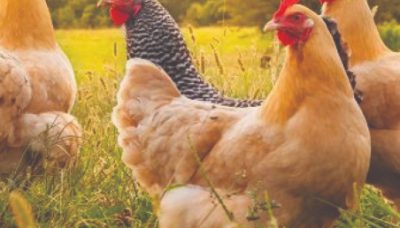 Poultry