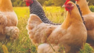 hen-image