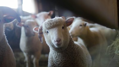 On farm testing of iCheck